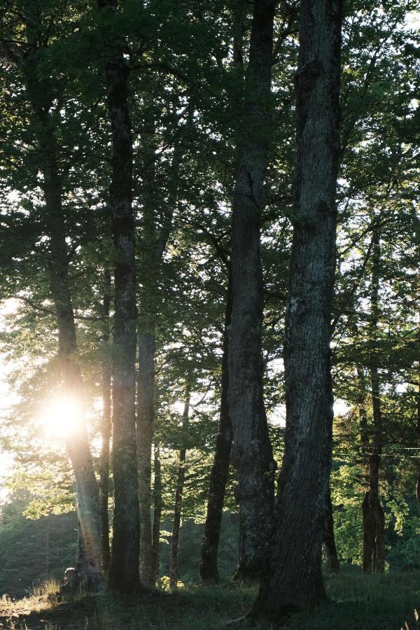 Lodge Avec Spa Privatif - Foret Et Lac Liginiac Εξωτερικό φωτογραφία